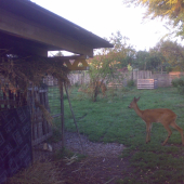 ruja-aj mlady si vrzgol