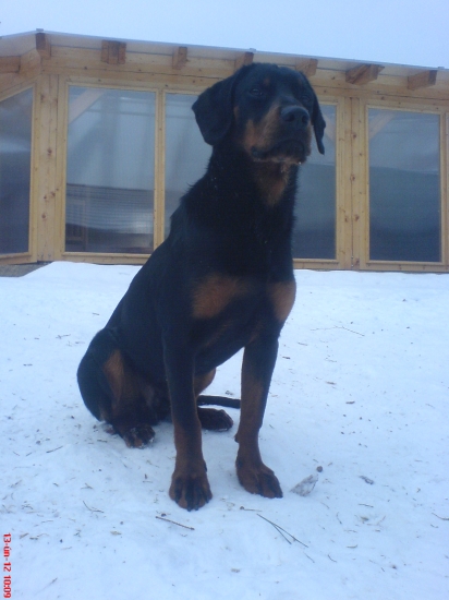 Jagar od Luntera, 8 měsíců