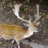 skoda ze je za ohradu