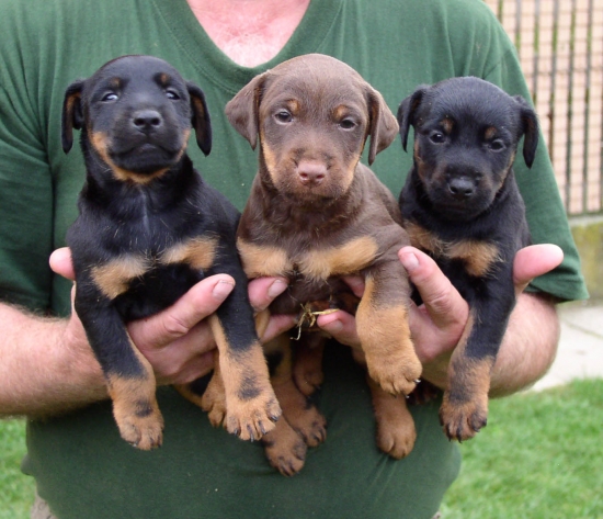 šteniatka JGT z Kvaltínovej