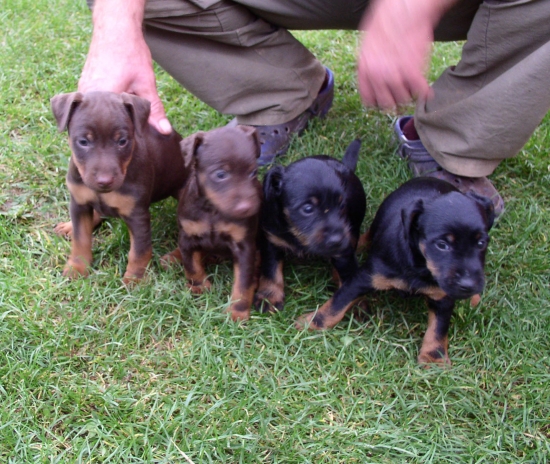 šteniatka JGT z Kvaltínovej 2