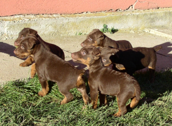 šteniatka jagdteriéra