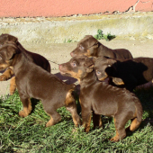 šteniatka jagdteriéra