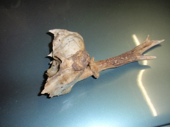 Najdeny na spolocnej