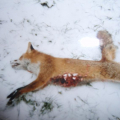 6.5x55SE vstrel na hrud