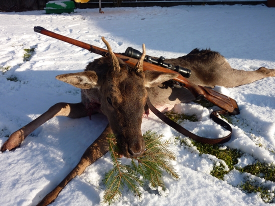 včerejší daněk I. věkové třídy