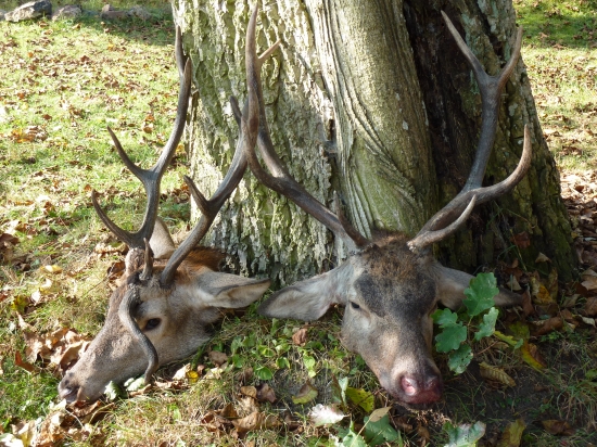 úspěšná jelení říje 2009 - Křivoklátsko