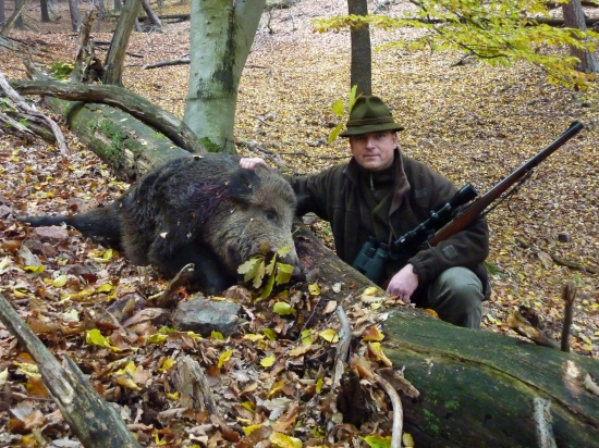 divočák z Křivoklátska