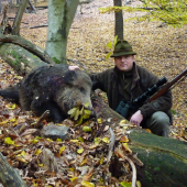 divočák z Křivoklátska