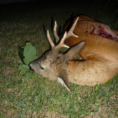 můj včerejší srnec II. věkové třídy