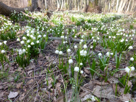 Jaro v naší honitbě