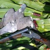 první letošní holub