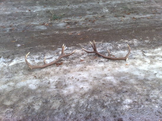 prvé tohoročné a hňeď pára