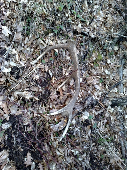 zapichnutý na mna cakal