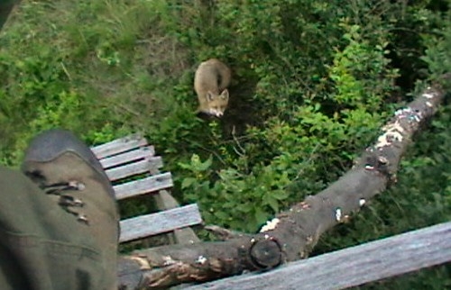 líšča