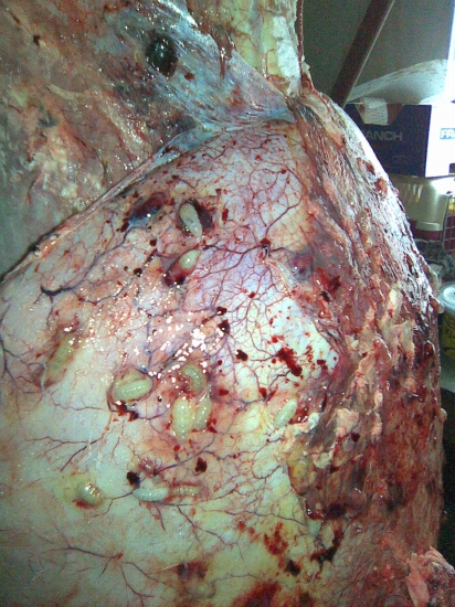 larvy streckov pod kozou