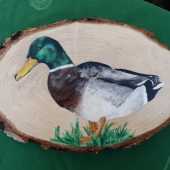 Káčerík