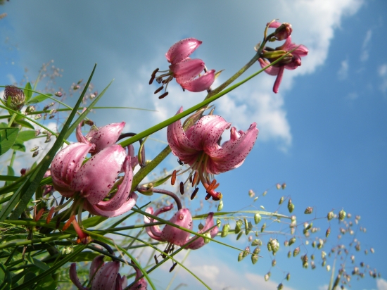 Ľalia pod Veľkým Rozsutcom