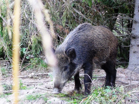 Sviňka