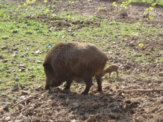 Rodinka.