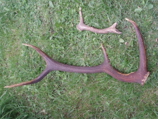 Dar.