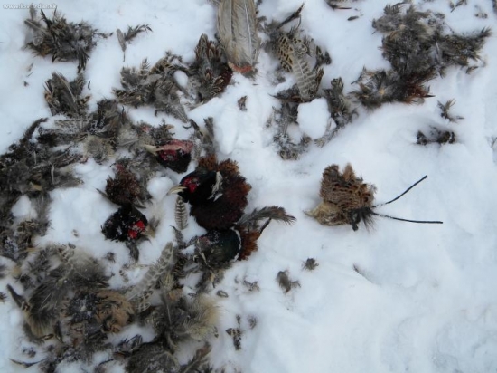 Pytliak alebo ukažka PZ Široké.