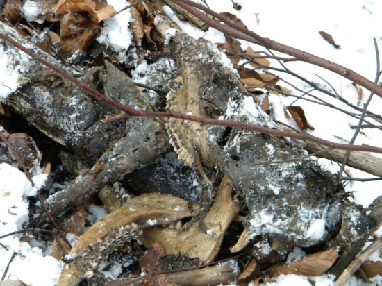 Mäsko a parožie sa zide ostatok vyhodíme.