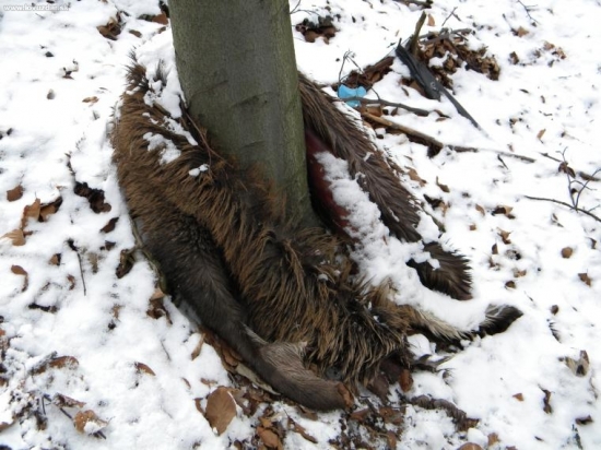 Mäsko a parožie sa zide ostatok vyhodíme.