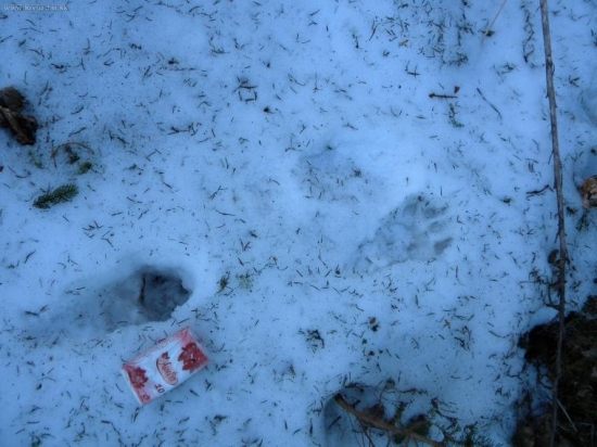 Taky menší vlčik.