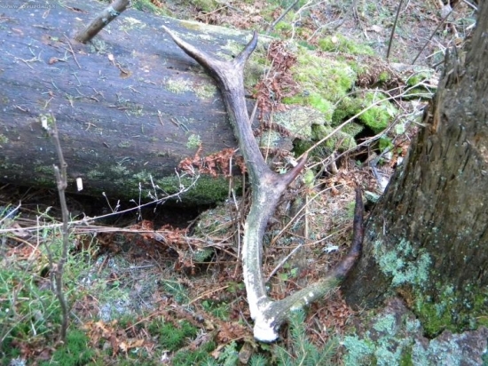 Uplne prvý v živote.Potešil no aj sklamal.