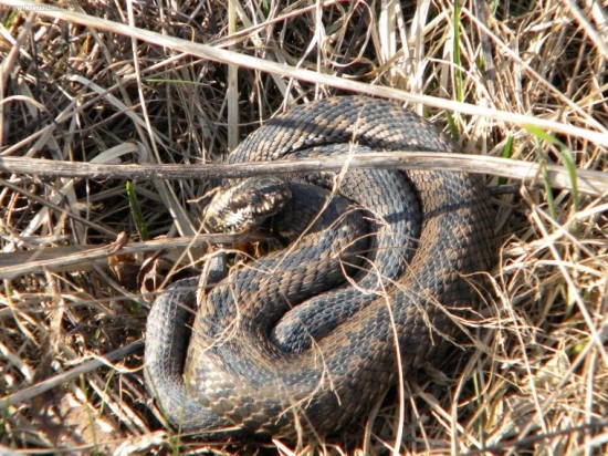 Už sú von aj pod Tatrami.