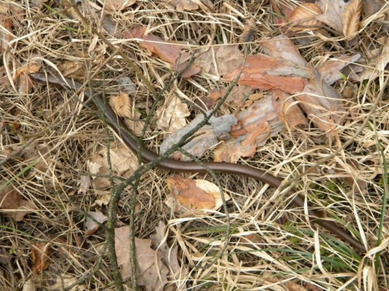 Takeho som ešte nevidel.