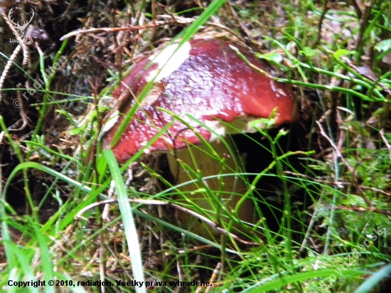 Hríb.