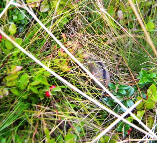 Myška.