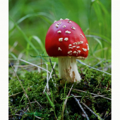 Krasavica