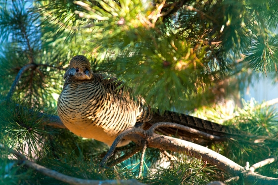 Sliepka bažanta zlatého