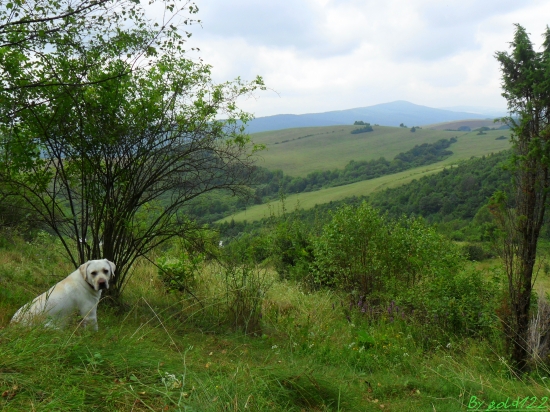Môj labrador a krásny výhľad