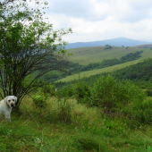 Môj labrador a krásny výhľad