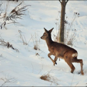 V zime z kamarátovho fotoaparátu.