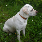 Môj_Labrador