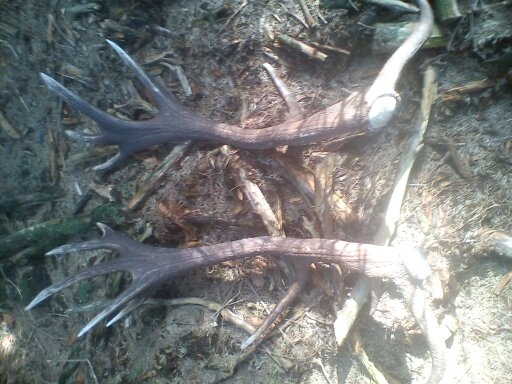 ked král položí...