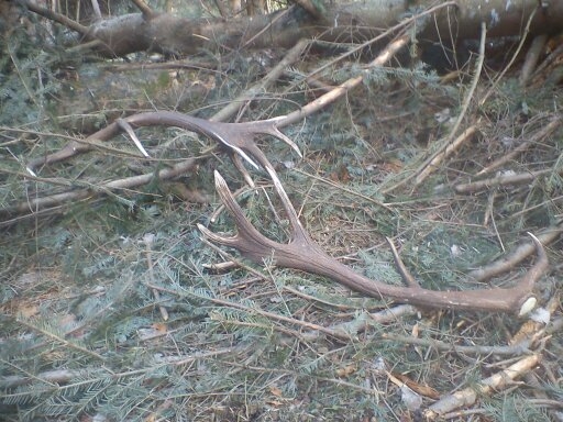 ked král položí 2....