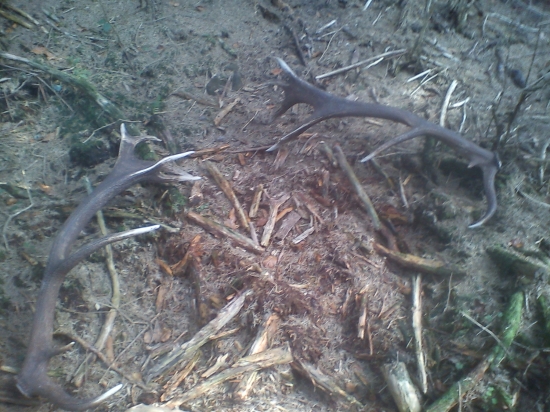 ked srdiecko podskoci