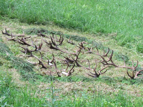 Memoriál zlatý paroh 2013