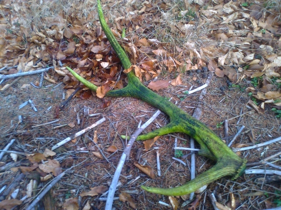 zabudnutý novembrový