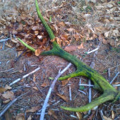 zabudnutý novembrový