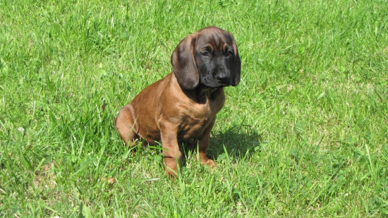 Nový člen rodiny,Cessy Kamenný Grúň