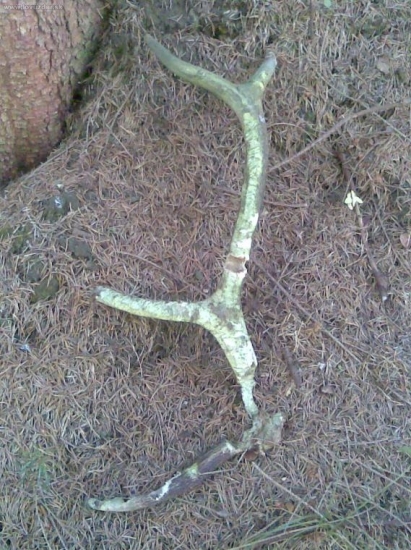 Myšací.........dnešný