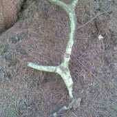 Myšací.........dnešný