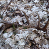 desat metrov od zvaznice...a od vlani